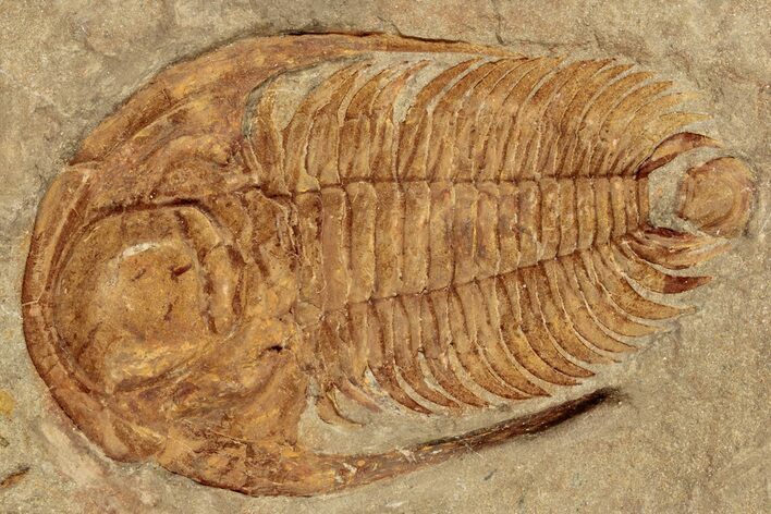 Cambrian Trilobite (Acadoparadoxides) - Tinjdad, Morocco #198731